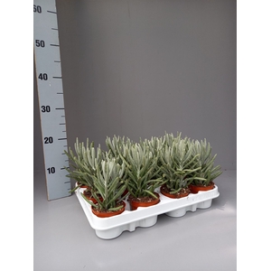 Senecio   ...