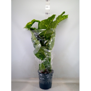 Dieffenbachia  'Spotty'