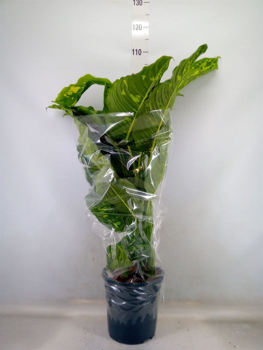<h4>Dieffenbachia  'Spotty'</h4>