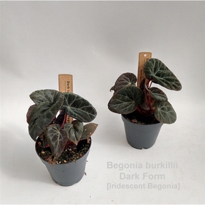 Begonia burkillii Dark Form 12cm [iridescent]