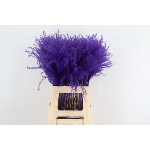 DF Miscanthus 70cm Dark Lilac