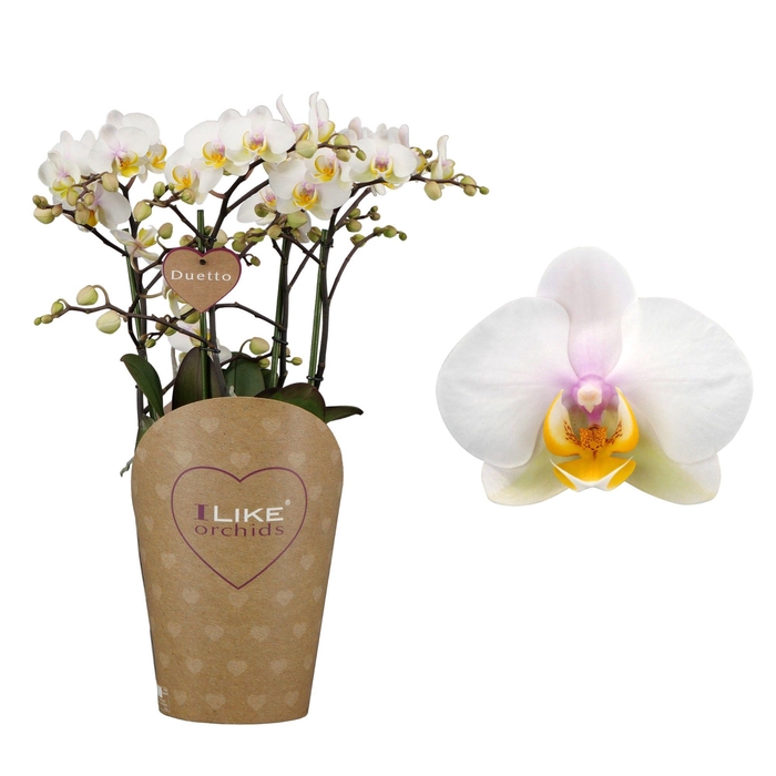 <h4>Duetto Multi - Busy Bee 60+</h4>