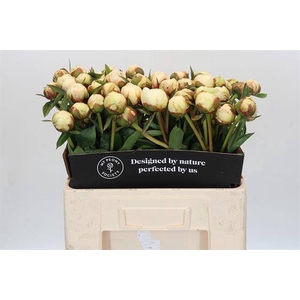 Paeonia bowl of cream