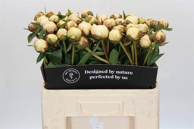 <h4>Paeonia bowl of cream</h4>