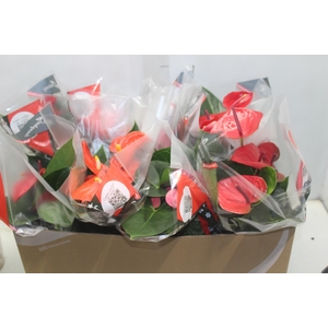 ANTHURIUM VARIADO P15
