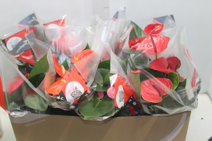 <h4>ANTHURIUM VARIADO P15</h4>