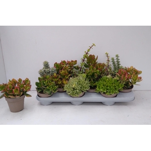 Crassula Mixed 10Ø 20cm