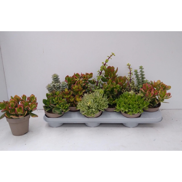 <h4>Crassula Mixed 10Ø 20cm</h4>