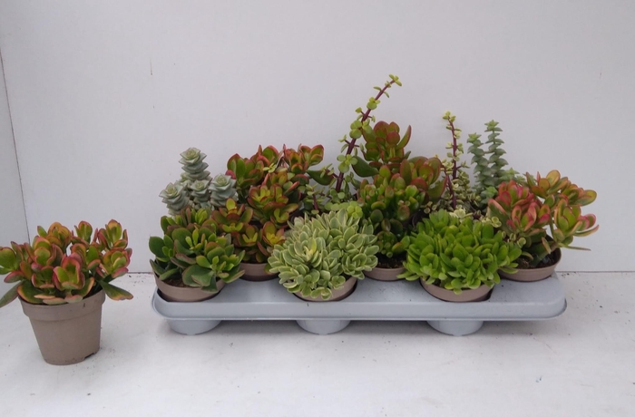 Crassula Mixed 10Ø 20cm