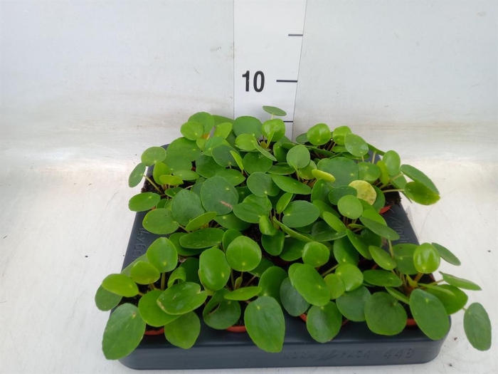 <h4>Pilea peperomioides</h4>