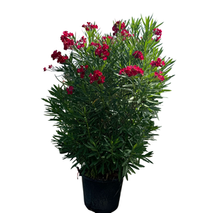 Nerium oleander overig
