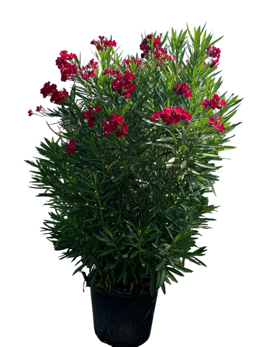 <h4>Nerium oleander overig</h4>