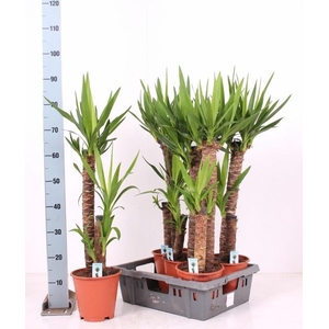 YUCCA