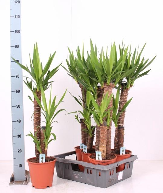 <h4>YUCCA</h4>