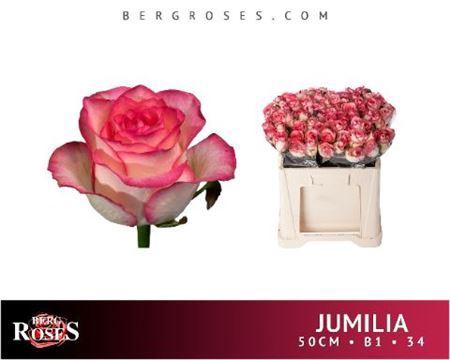 <h4>R Gr Jumilia</h4>