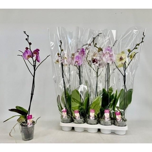 PHAL GEM