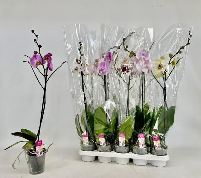<h4>PHAL GEM</h4>