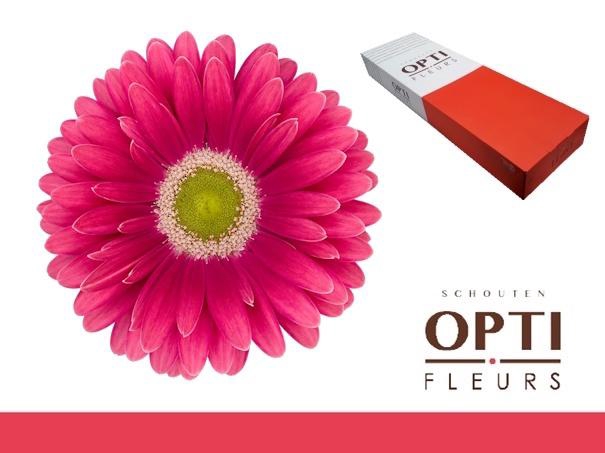 <h4>Gerbera Unique Doos</h4>