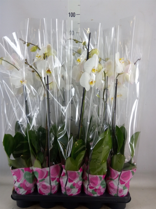 <h4>Phalaenopsis   ...white</h4>