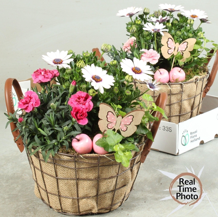 <h4>ARR TUINPLANTEN</h4>