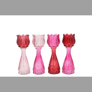 Bicolore Dutch Pink Mix Tulip Vase Ass 7x18cm Nm