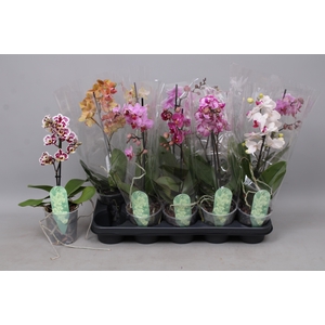 PHAL MF GEM 4 KL