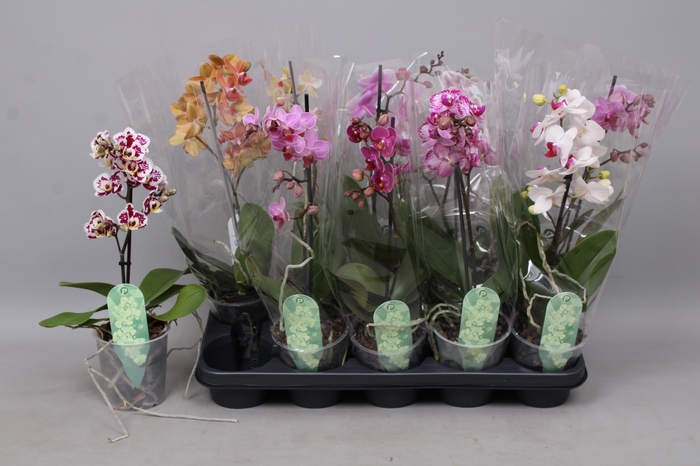 <h4>PHAL MF GEM 4 KL</h4>