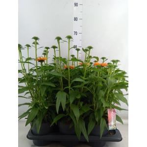 Echinacea  'Sunseekers Mineola'
