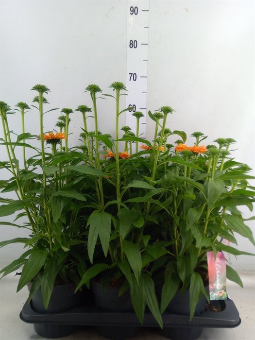<h4>Echinacea  'Sunseekers Mineola'</h4>