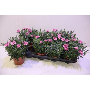 arr8 Dian Osc Pink Purple