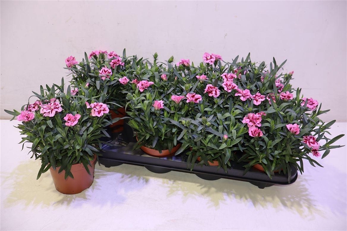 <h4>arr8 Dian Osc Pink Purple</h4>