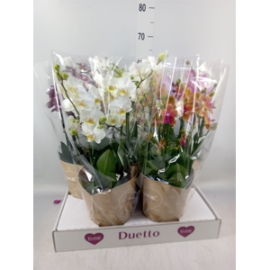 Phalaenopsis   ...mix