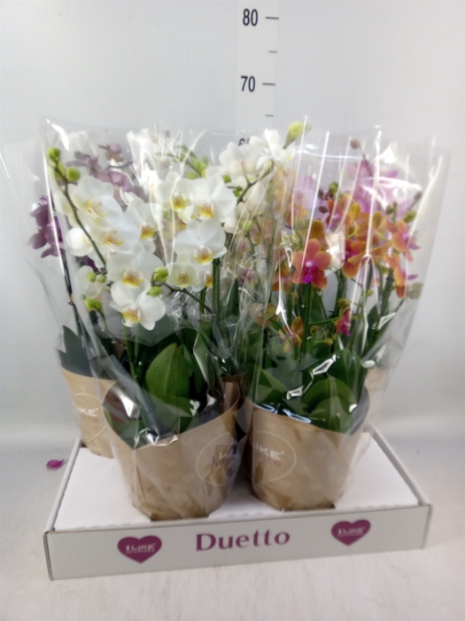 <h4>Phalaenopsis   ...mix</h4>