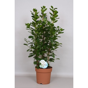 Ficus micr. Moclame