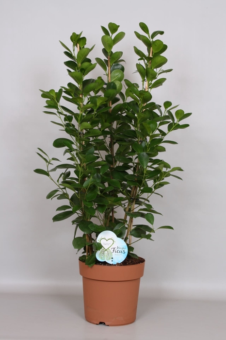 <h4>Ficus micr. Moclame</h4>