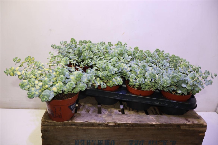 <h4>Sedum Si Mediovarieg</h4>