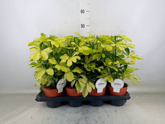 <h4>Schefflera arbor. 'Melanie'</h4>