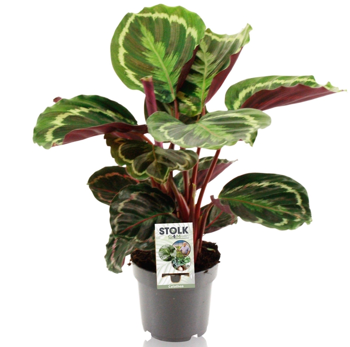 <h4>Calathea 14cm 'Medaillon'</h4>