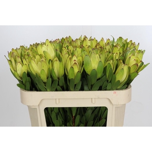 Leucadendron Goldstrike