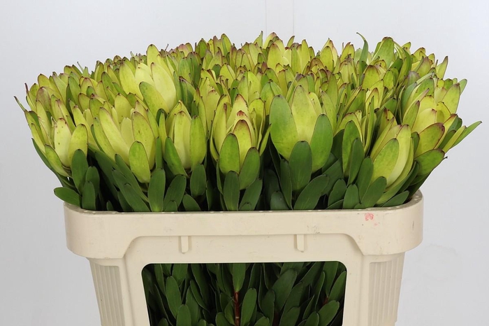 <h4>Leucadendron Goldstrike</h4>