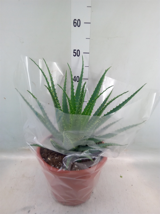 <h4>Aloe arborescens</h4>