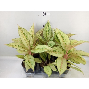 Aglaonema   ...