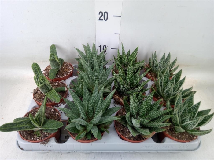 <h4>Aloe   ...mix</h4>