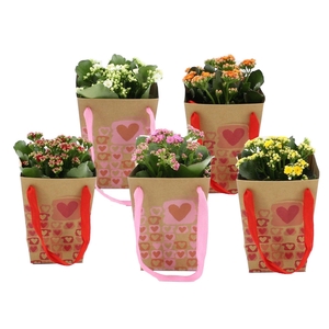 Kalanchoë 5 color mix in Art of Love bag