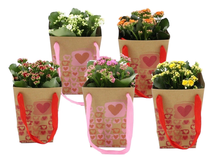 <h4>Kalanchoë 5 color mix in Art of Love bag</h4>