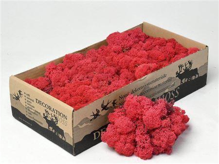 <h4>Reindeer Moss Red 500g.</h4>