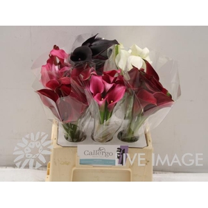 Zantedeschia mix