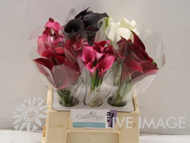 Zantedeschia mix