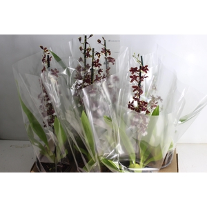 ONCIDIUM AKA BABY RASPBERRY CHOCOLATE P14 MIN 1 HT