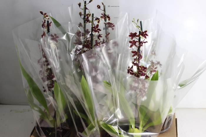 <h4>ONCIDIUM AKA BABY RASPBERRY CHOCOLATE P14 MIN 1 HT</h4>